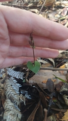 Acianthus sinclairii