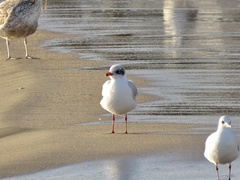 Ichthyaetus melanocephalus