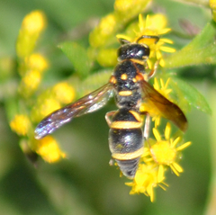 Parancistrocerus fulvipes