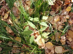 Vicia venosa baicalensis