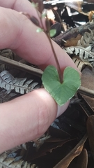 Acianthus sinclairii