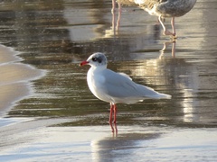 Ichthyaetus melanocephalus