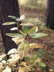 Rhododendron dauricum