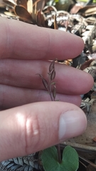 Acianthus sinclairii