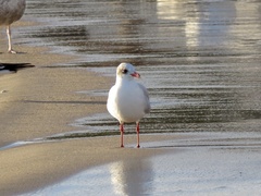 Ichthyaetus melanocephalus
