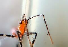 Zelus longipes
