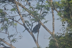 Geranospiza caerulescens