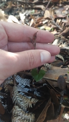 Acianthus sinclairii