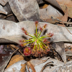 Drosera barbigera