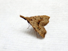 Trigonistis asthenopa