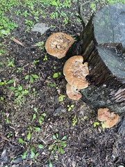 Pseudoinonotus