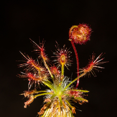 Drosera barbigera
