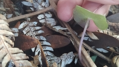 Acianthus sinclairii