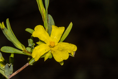 Hibbertia glomerata ginginensis