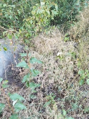 Gypsophila paniculata