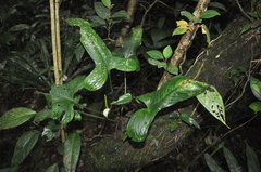 Anthurium panduriforme