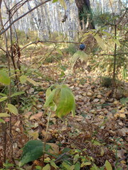 Paris verticillata