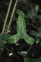 Anthurium panduriforme