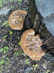 Pseudoinonotus