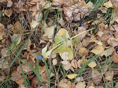 Paris verticillata