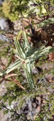 Penstemon spectabilis