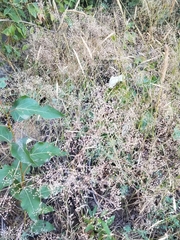 Gypsophila paniculata
