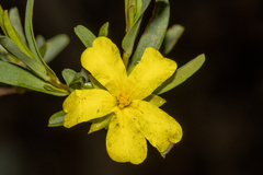 Hibbertia glomerata ginginensis