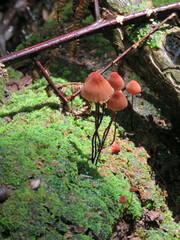 Marasmius