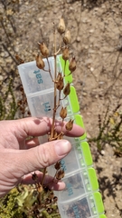 Penstemon spectabilis