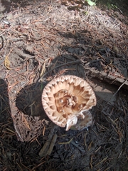 Turbinellus kauffmanii