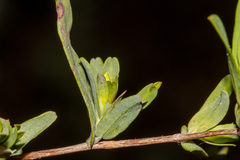 Hibbertia glomerata ginginensis