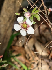 Leptospermum continentale