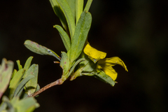 Hibbertia glomerata ginginensis