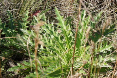 Cirsium horridulum