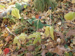 Paris verticillata