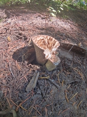 Turbinellus kauffmanii