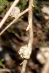 Leptospermum continentale