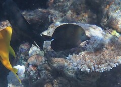 Zebrasoma scopas