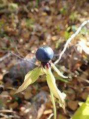 Paris verticillata