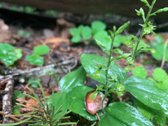 Neottia banksiana