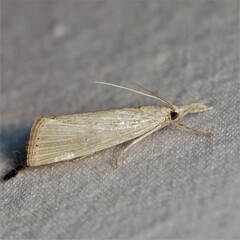 Eoreuma densellus