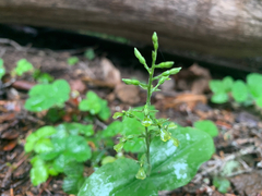Neottia banksiana