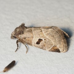 Plagiomimicus pityochromus