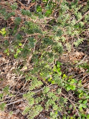 Leptospermum continentale