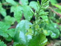 Neottia banksiana