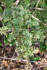 Leptospermum continentale