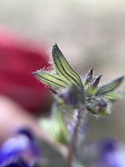 Salvia nana