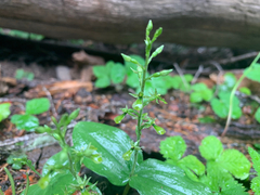 Neottia banksiana