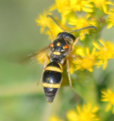 Parancistrocerus fulvipes
