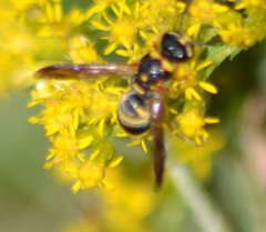 Parancistrocerus fulvipes